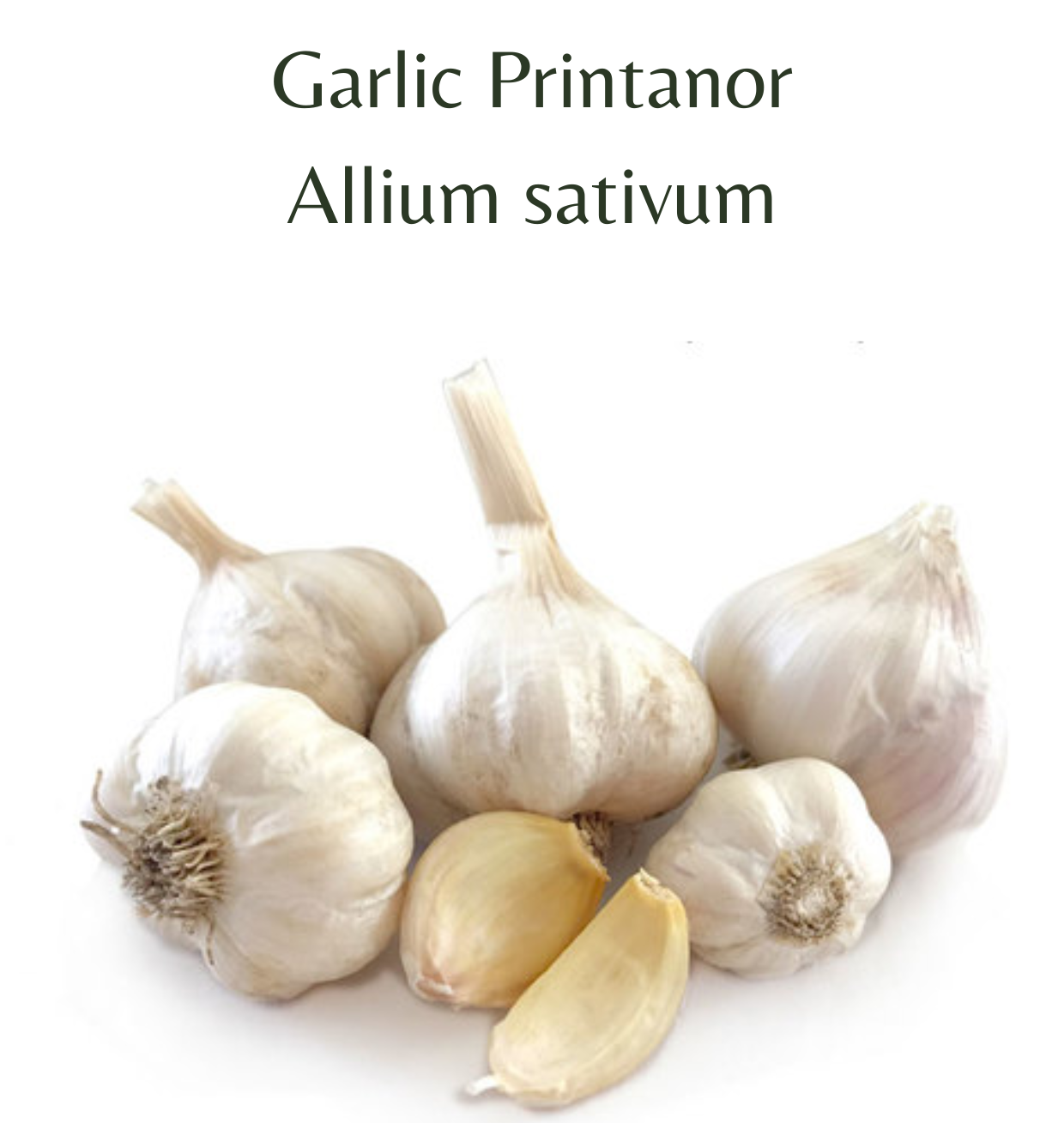 Printanor Garlic 2