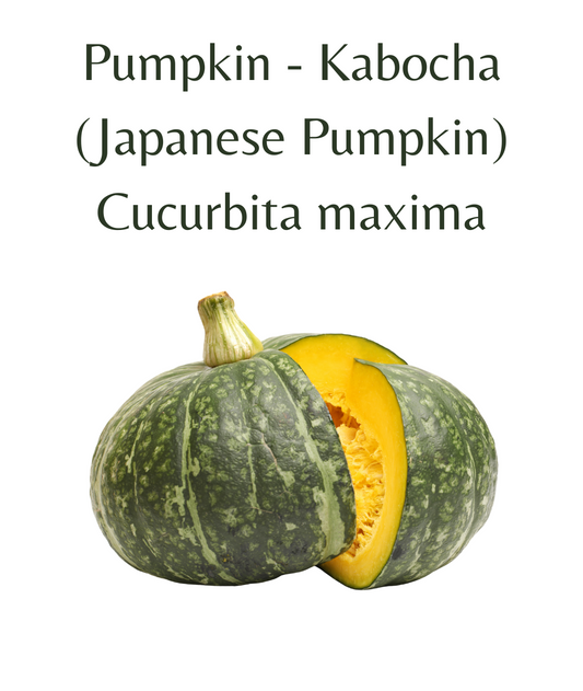 Pumpkin_-_Kabocha_Japanese_Pumpkin_10_seeds