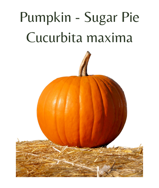 Pumpkin_-_Sugar_Pie_10_seeds
