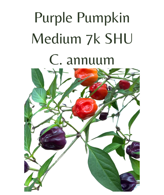 Purple Pumpkin Chilli Seeds (10 seeds) - Rasmussen Gardens