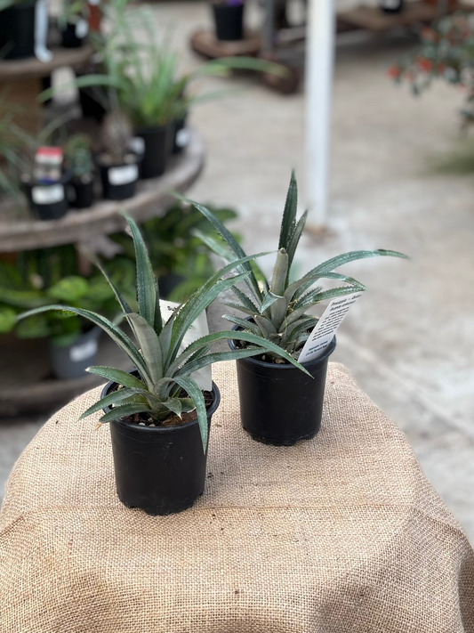 Queen Pineapple in 10cm pot
