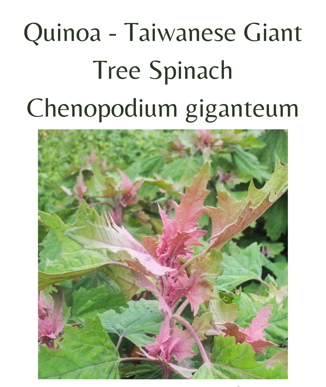 Quinoa - Taiwanese Giant Tree Spinach (100 seeds) – Rasmussen Gardens