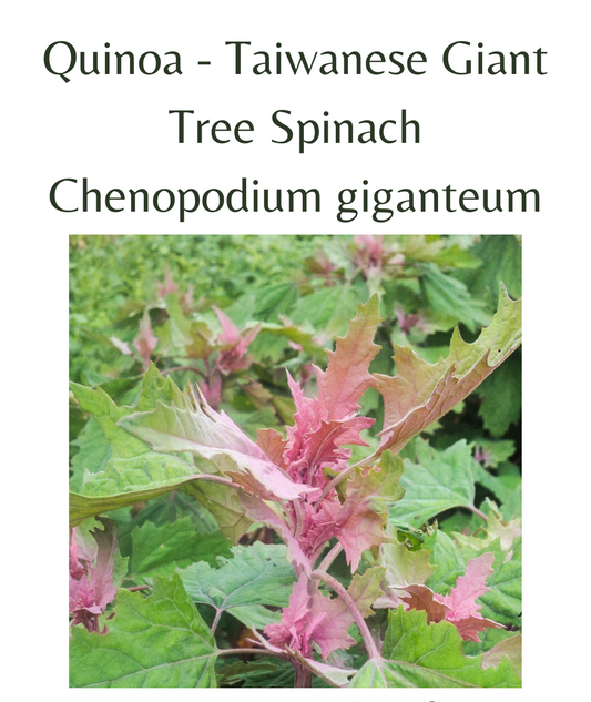 Quinoa_-_Taiwanese_Giant_Tree_Spinach_100_seeds
