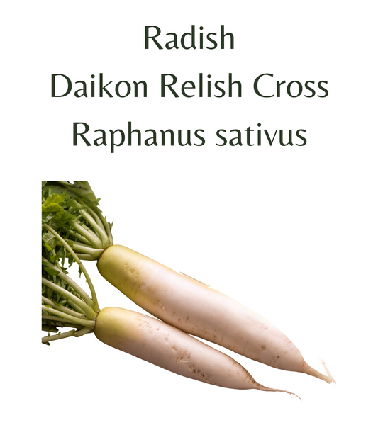 Radish_-_Daikon_Relish_Cross_75_seeds