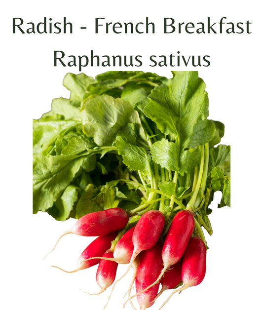 Radish_-_French_Breakfast_250_seeds