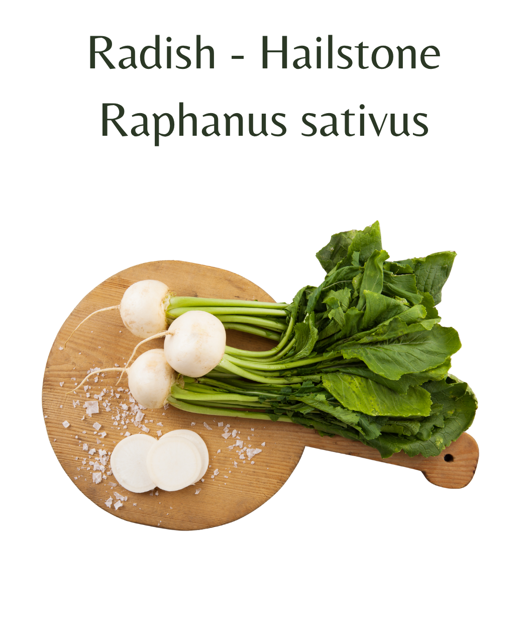 Radish_-_Hailstone_250_seeds