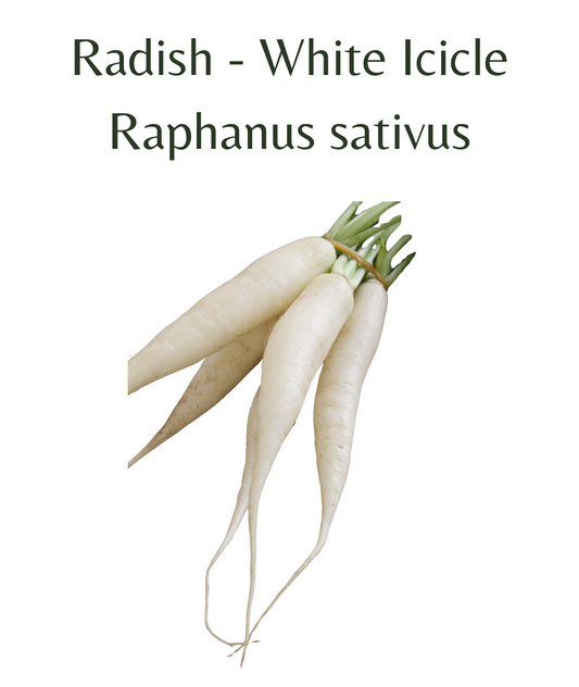 Radish_-_White_Icicle_250_seeds