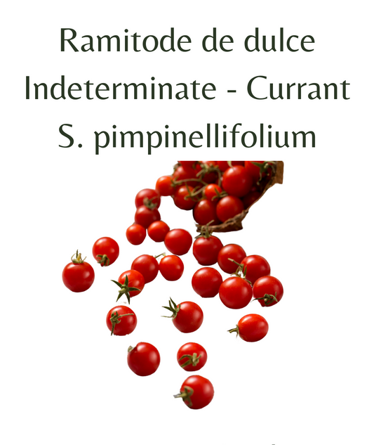 Ramitode de dulce Currant Tomato