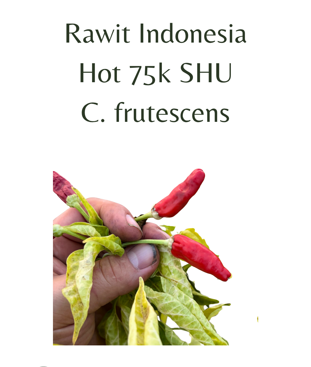 Rawit_Indonesia_Chilli_Plant_in_4_pot