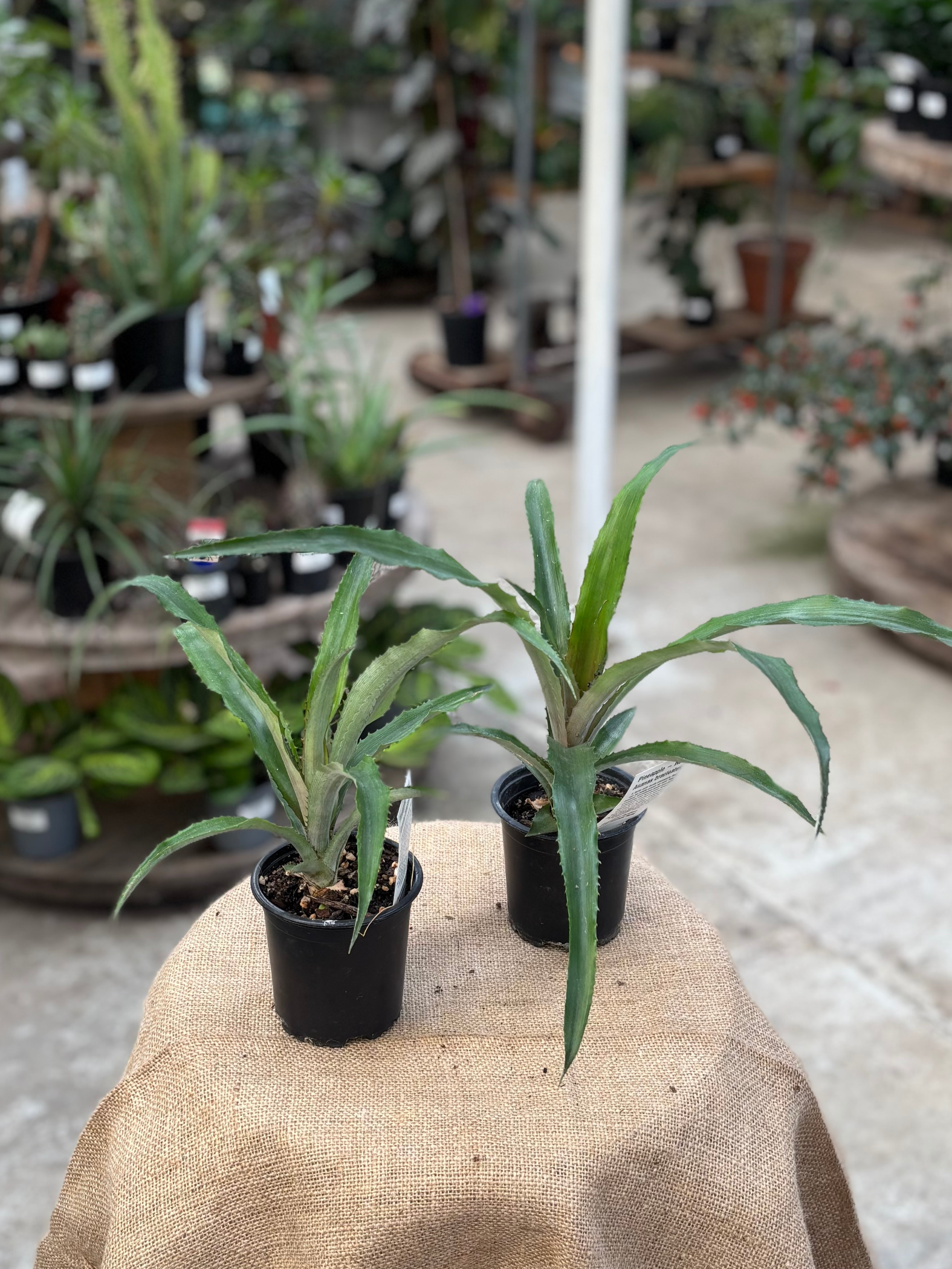buy pineapple plants nz Red Pineapple in 10cm pot – Rasmussen Gardens