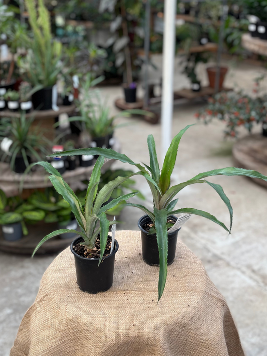 Red Pineapple in 10cm pot