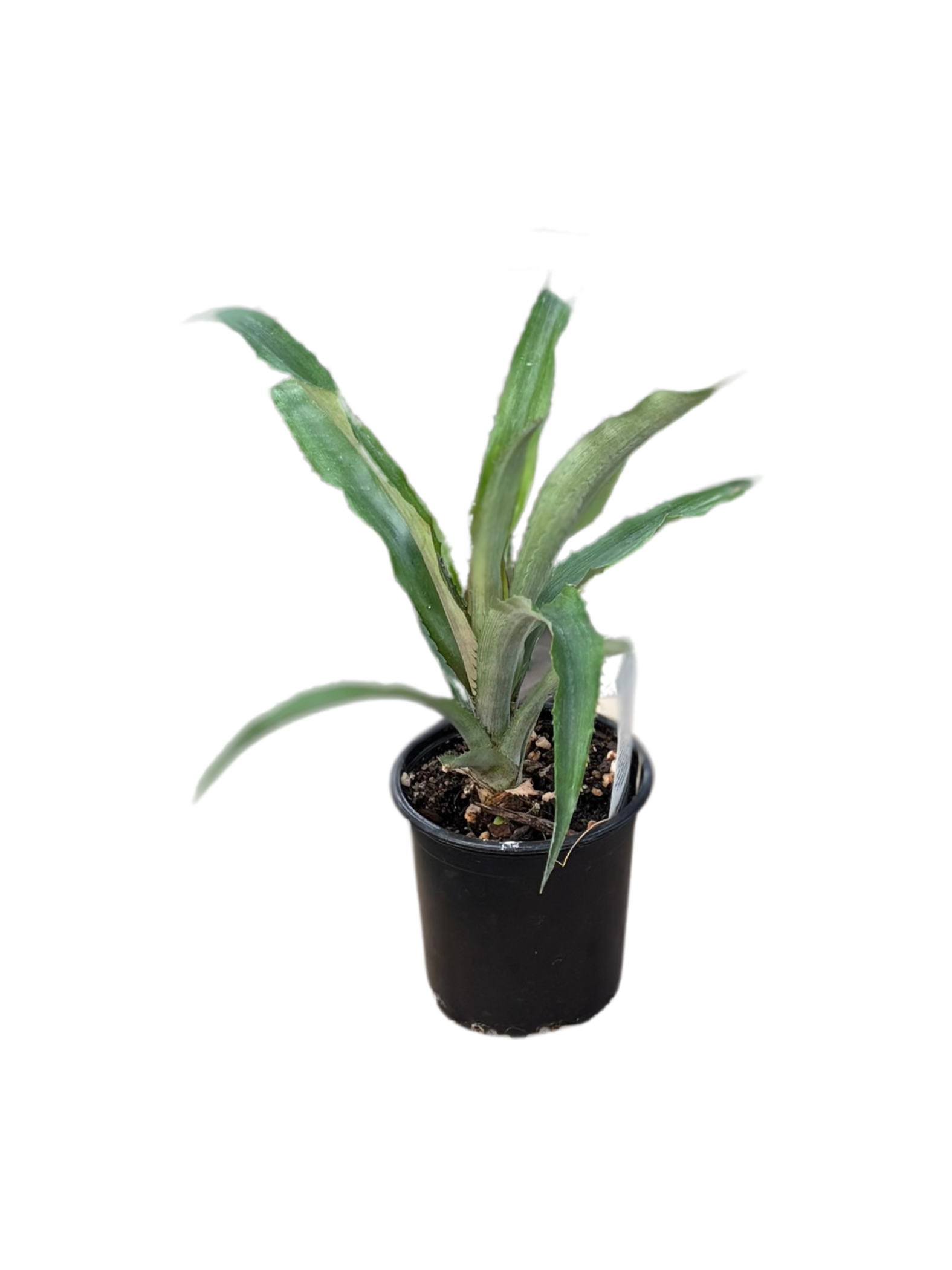 Red Pineapple in 10cm pot