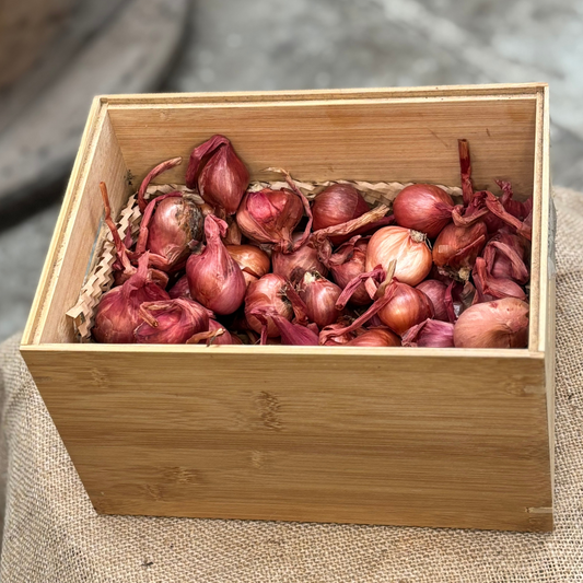 Red Shallot (1 bulb)