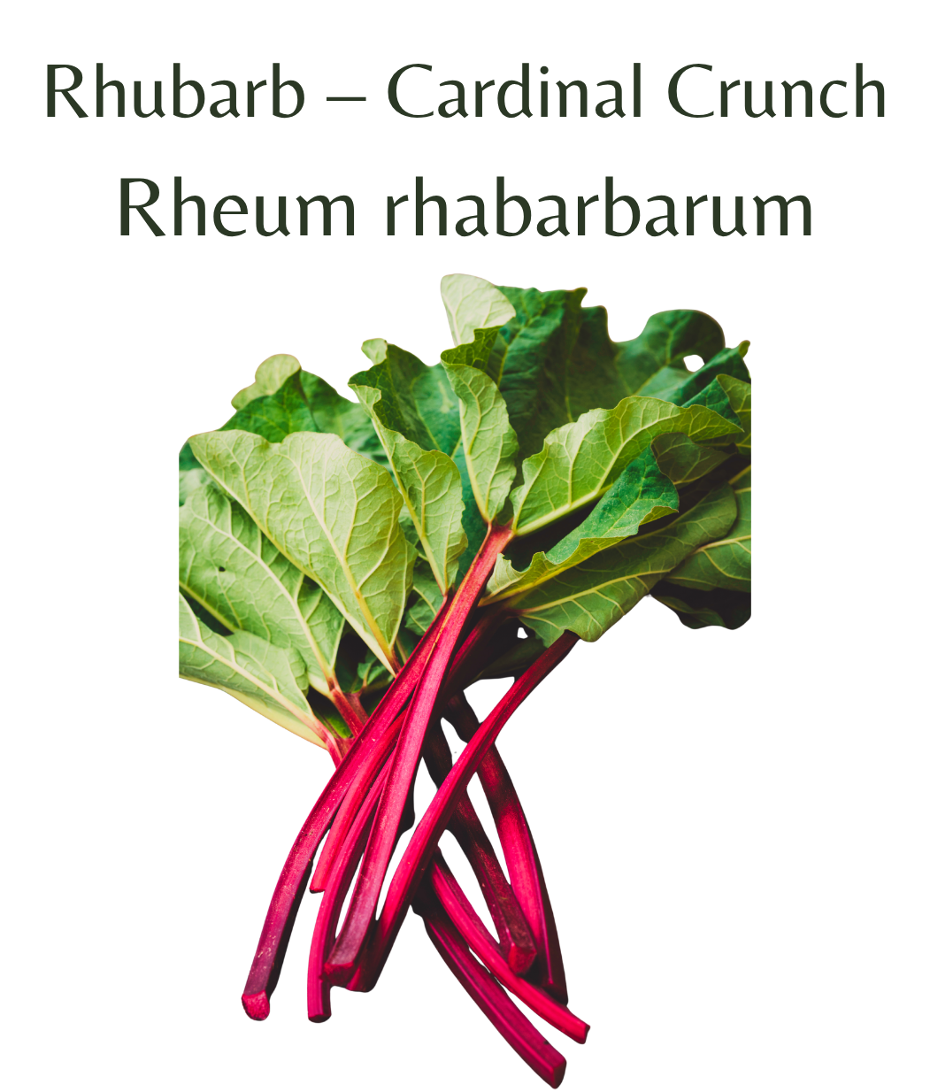 Rhubarb_-_Cardinal_Crunch_20_seeds