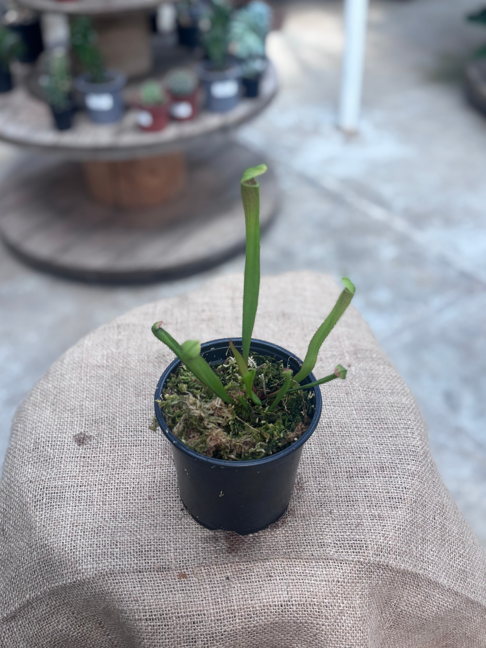 Sarracenia_leucophylla_Pitcher_Plant_in_12_cm_pot