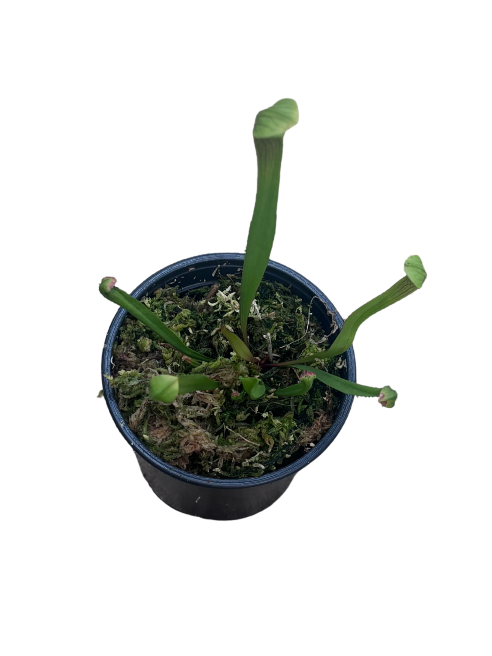Sarracenia_leucophylla_Pitcher_Plant_in_12_cm_pot