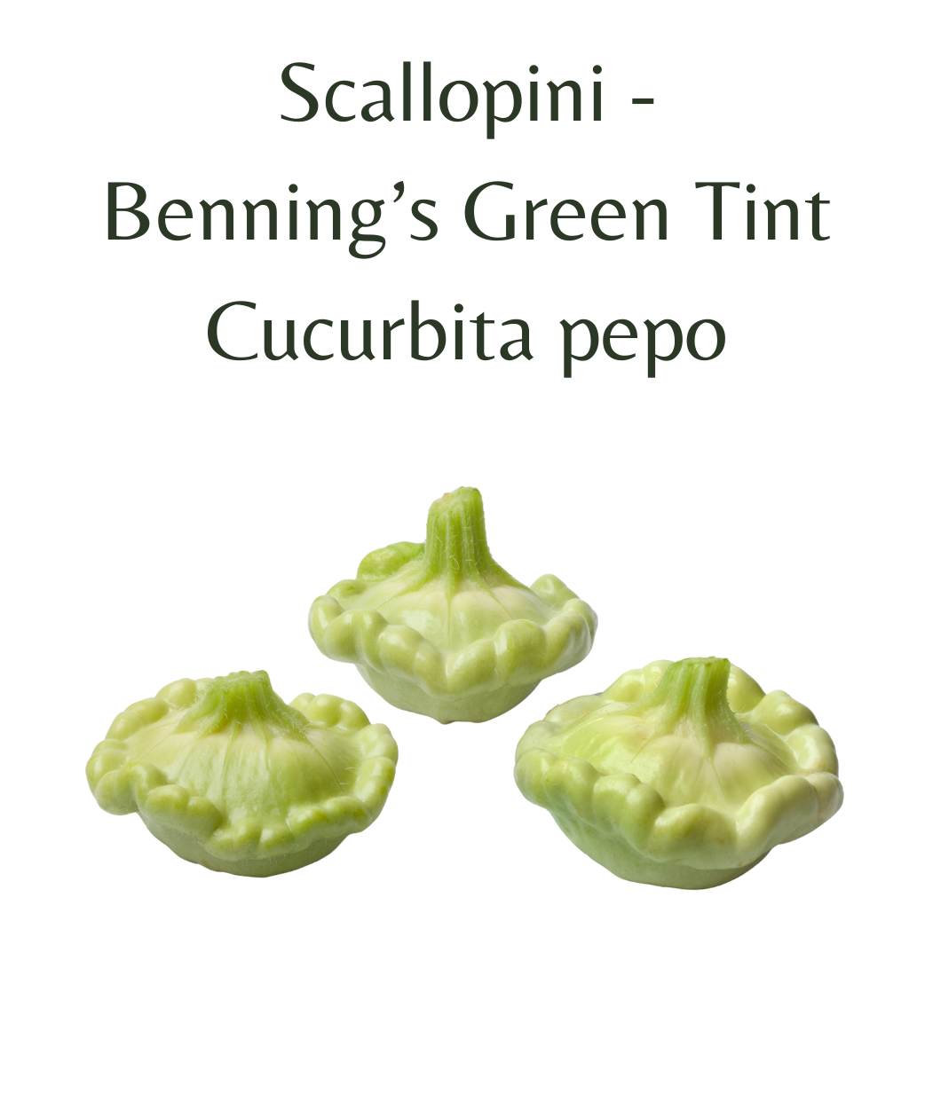 Scallopini_-_Bennings_Green_Tint_10_seeds
