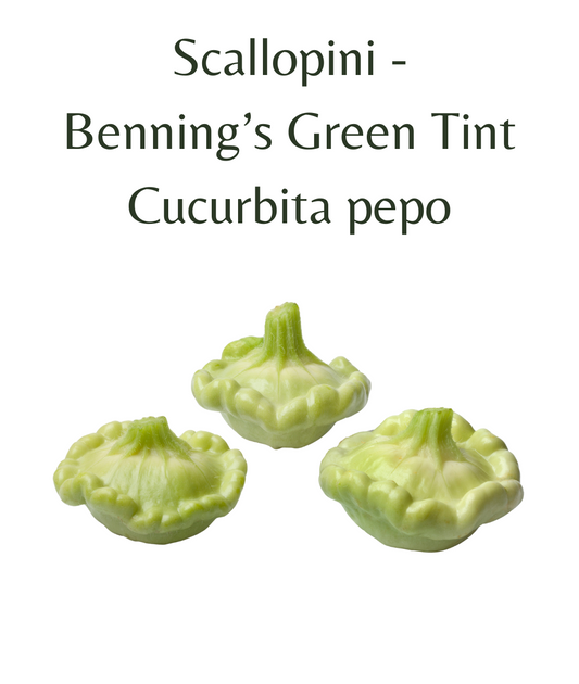 Scallopini_-_Bennings_Green_Tint_10_seeds