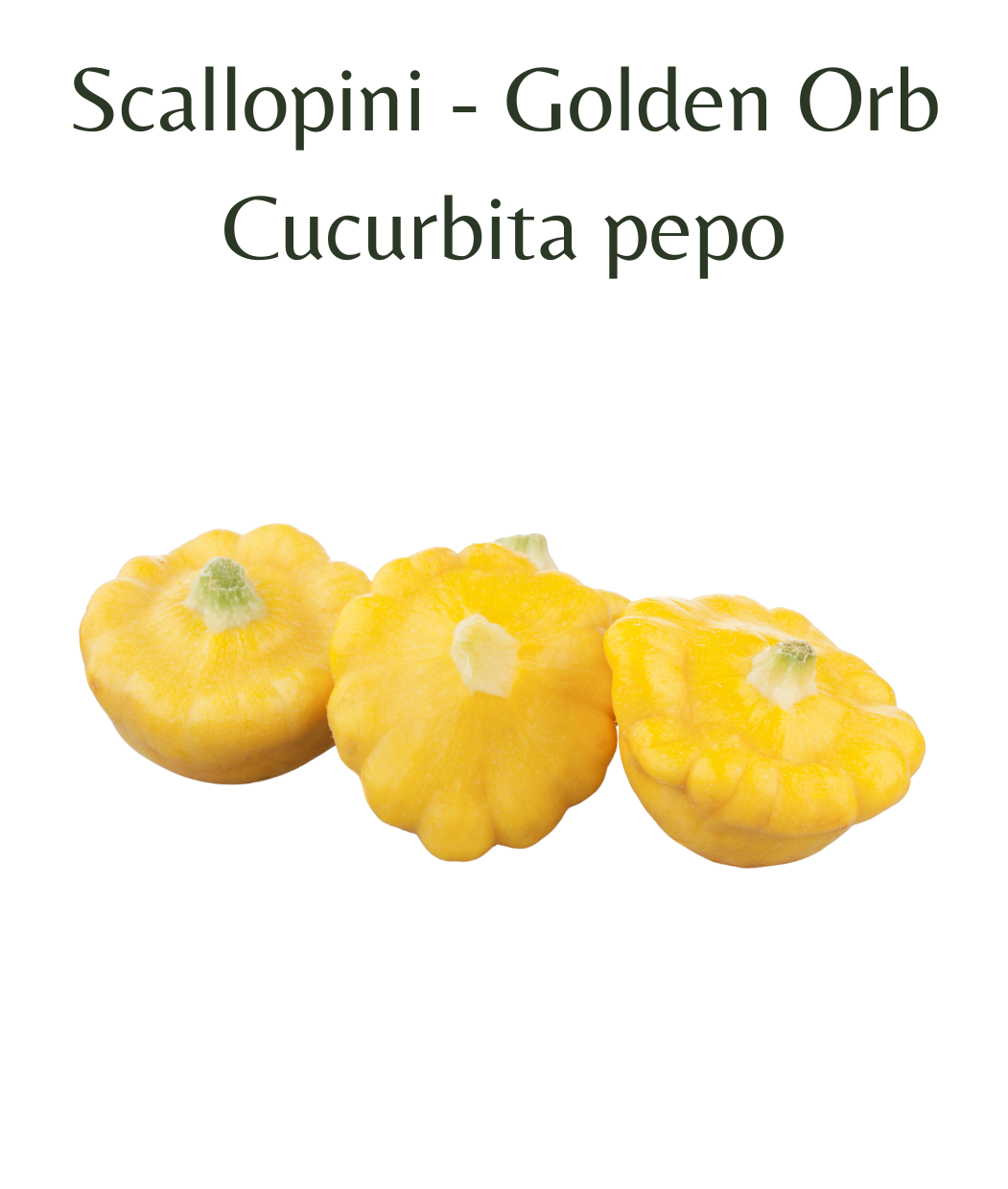 Scallopini_-_Golden_Orb_10_seeds