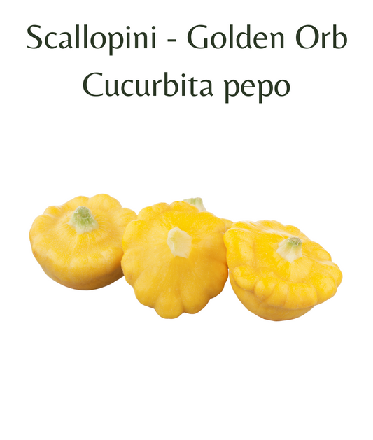 Scallopini_-_Golden_Orb_10_seeds
