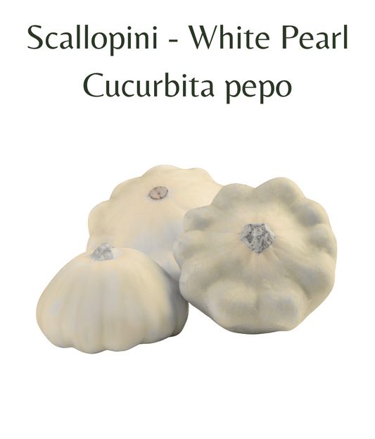 Scallopini_-_White_Pearl_10_seeds