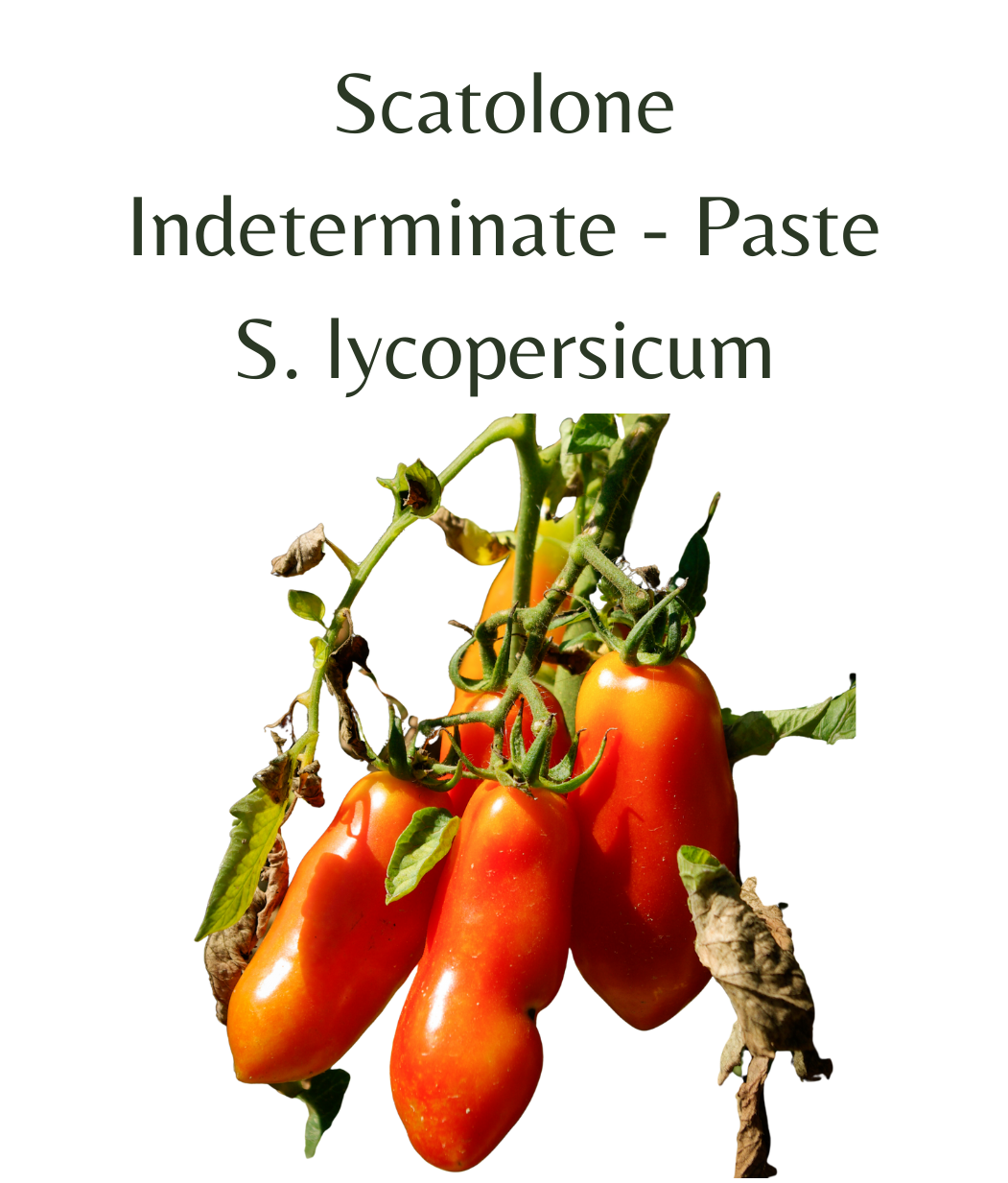 Scatolone_Tomato_Plant_in_4_pot