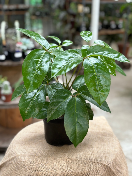 Schefflera_actinophylla_Alpine_Umbrella_Tree_in_14_cm_Pot