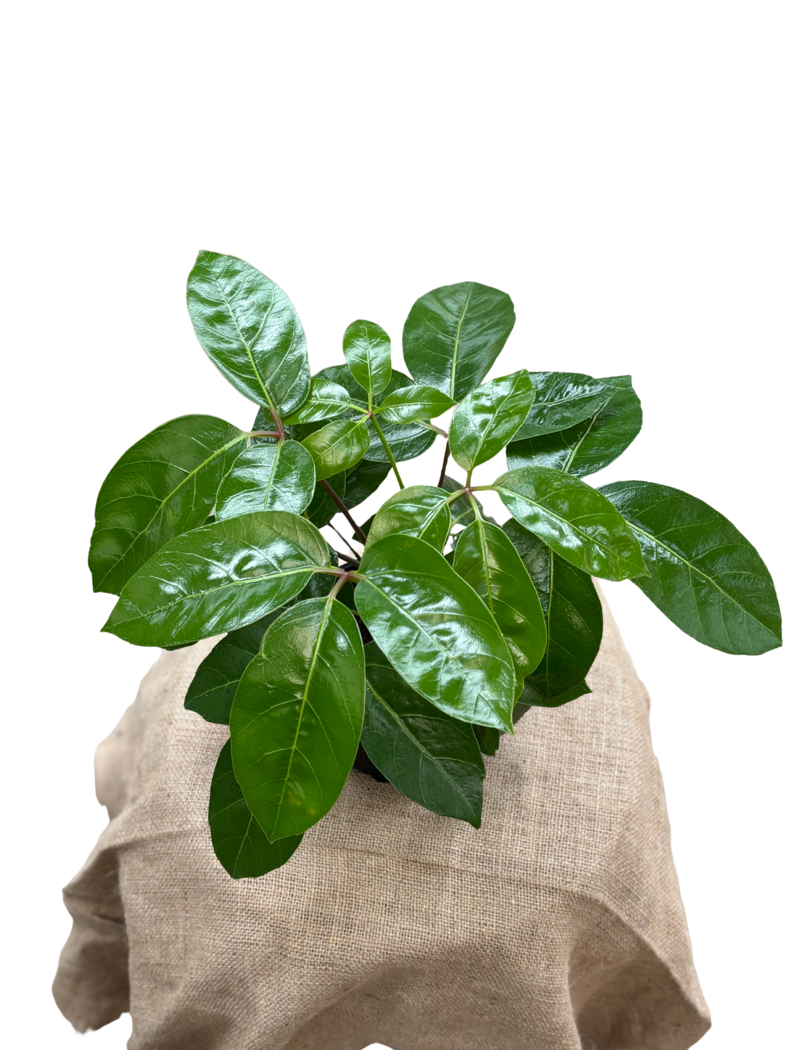 Schefflera_actinophylla_Alpine_Umbrella_Tree_in_14_cm_Pot