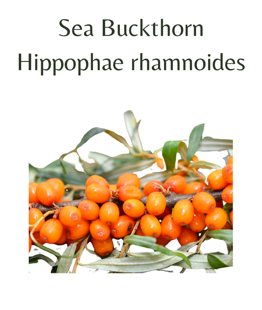 Sea_Buckthorn_20_seeds