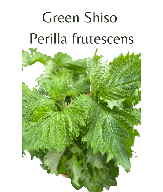 Shiso_Green_perilla_150_seeds