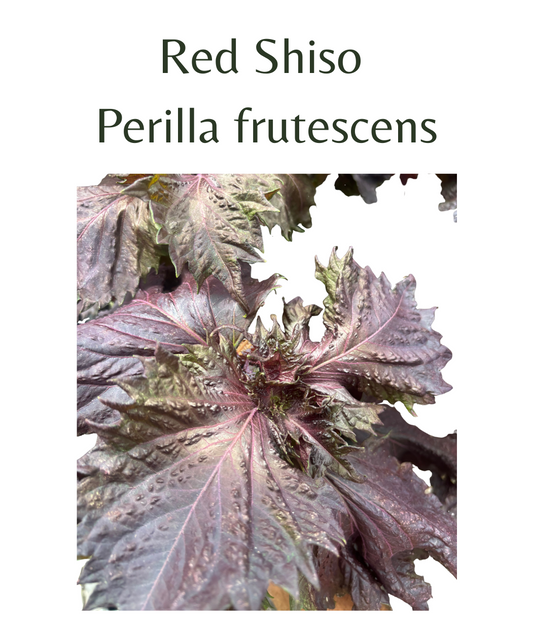 Shiso_Red_perilla_150_seeds