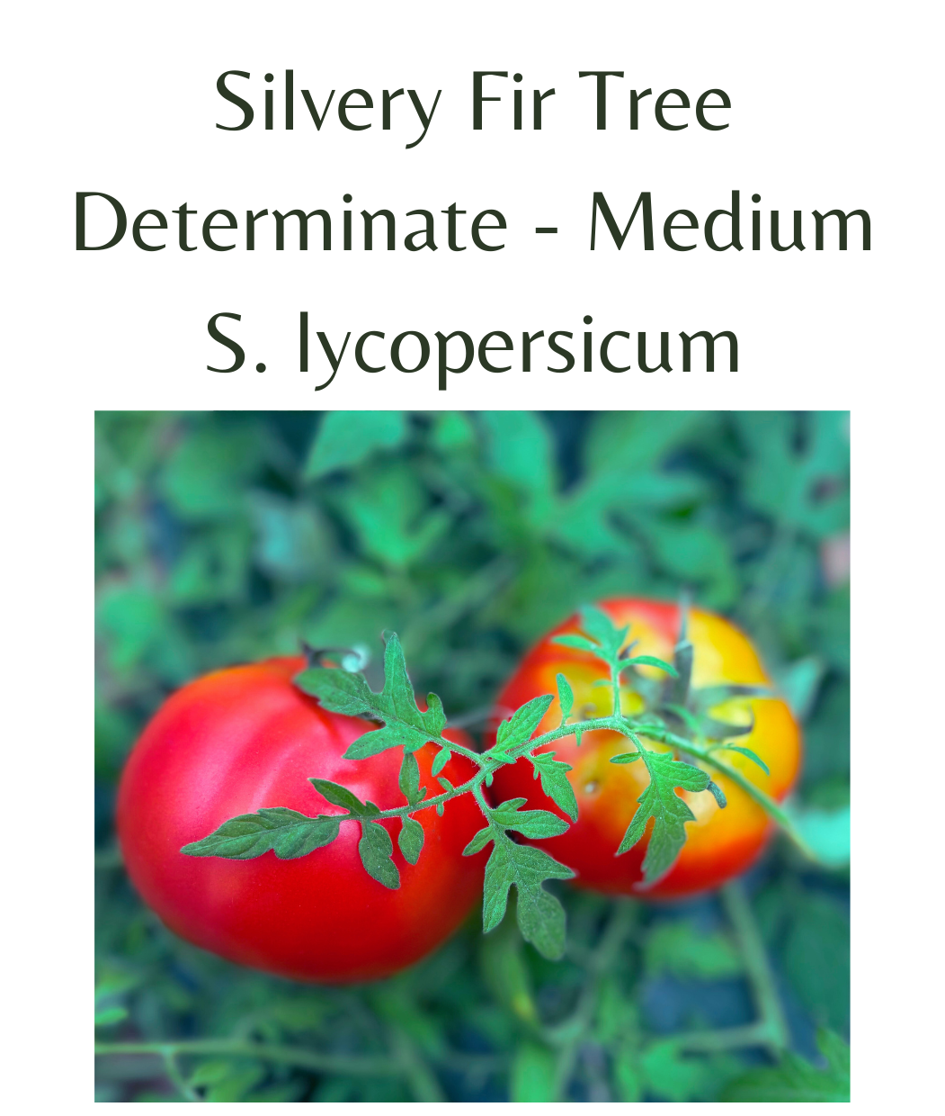 Silvery Fir Tree Tomato (10 seeds) – Rasmussen Gardens