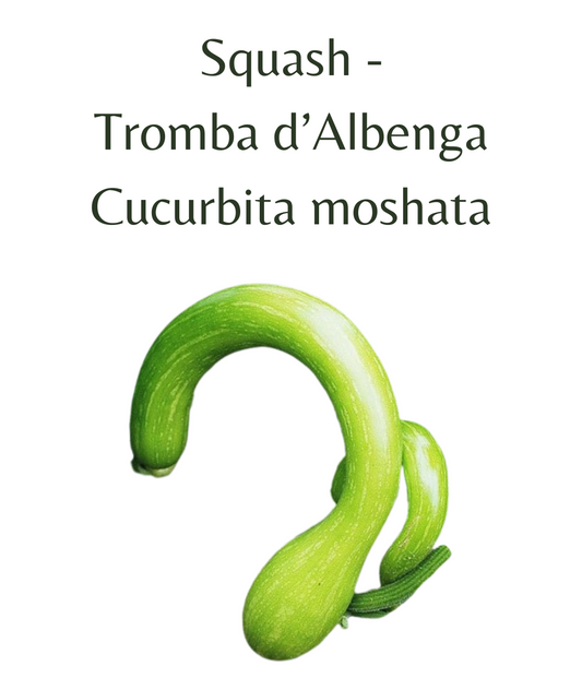 Squash_-_Tromba_dAlbenga_10_seeds