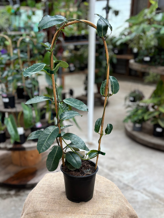 Stephanotis_floribunda_plant_in_14cm_pot