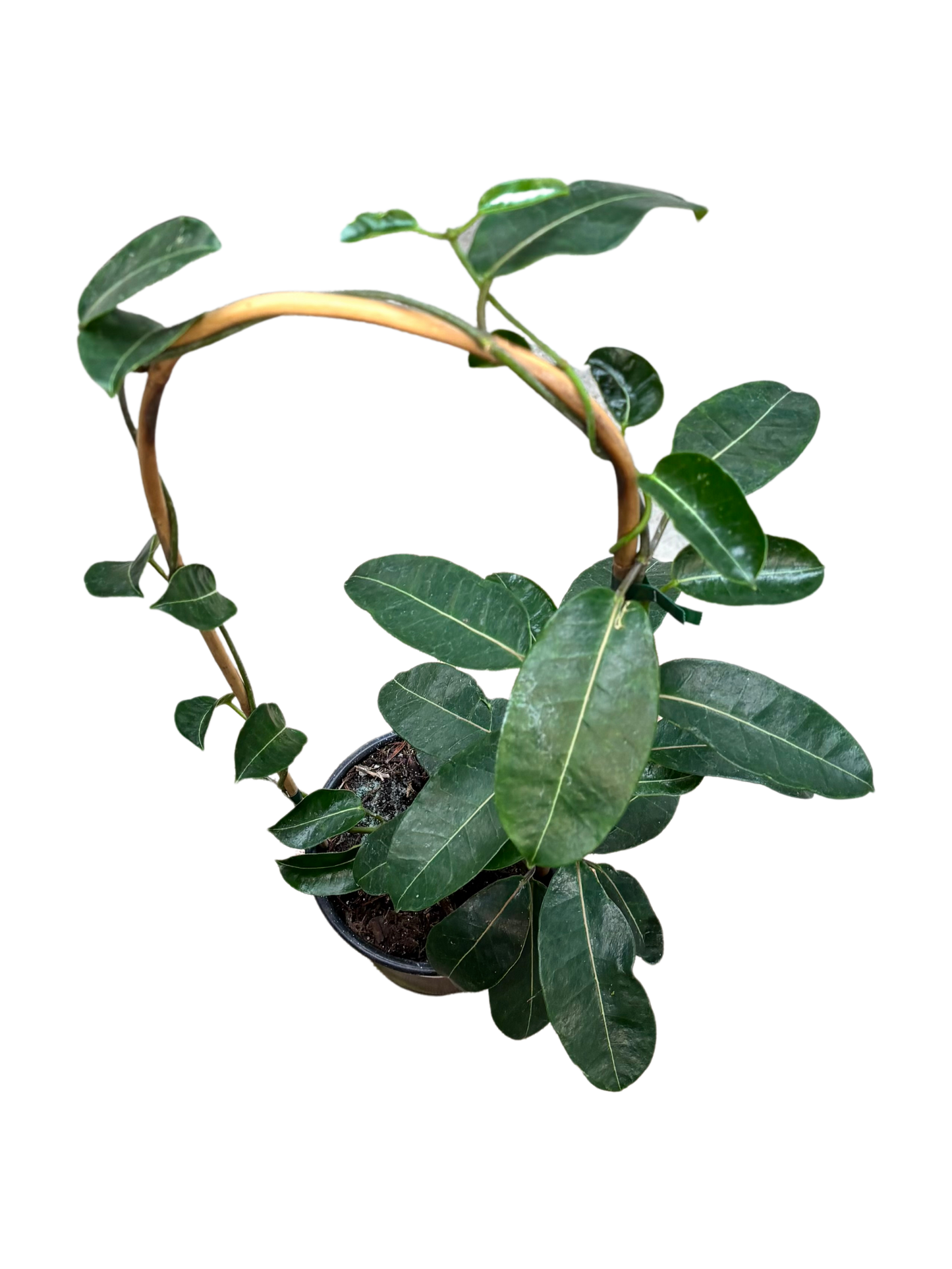 Stephanotis_floribunda_plant_in_14cm_pot