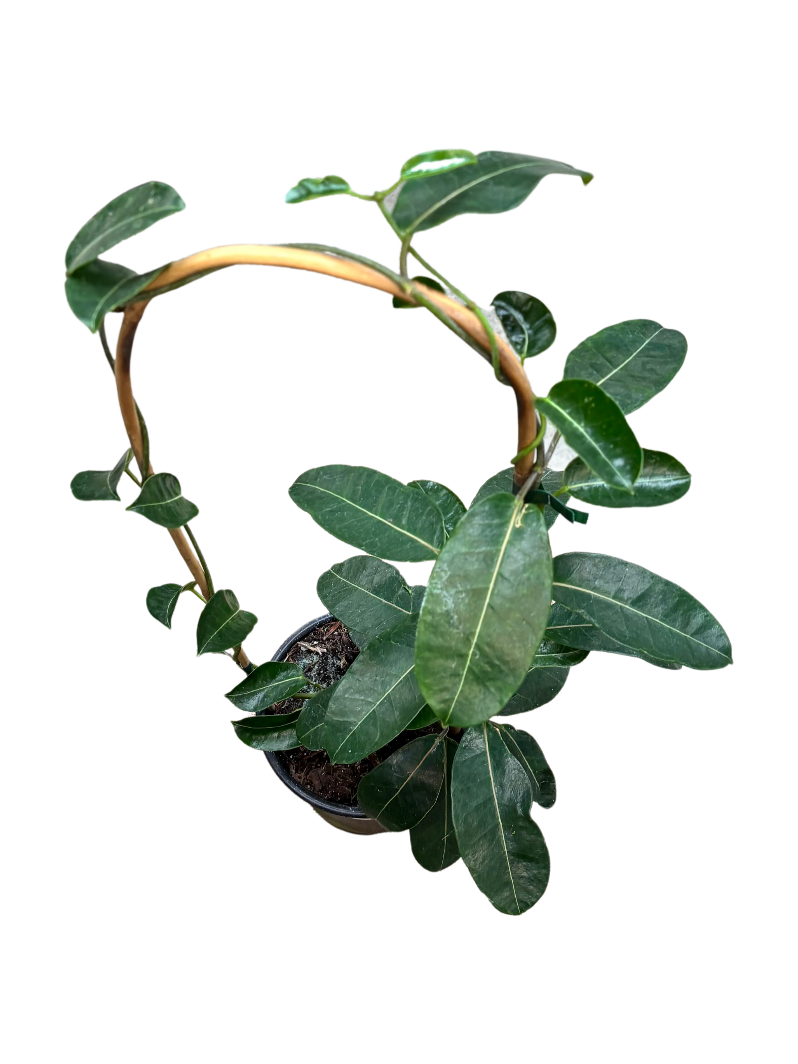 Stephanotis_floribunda_plant_in_14cm_pot