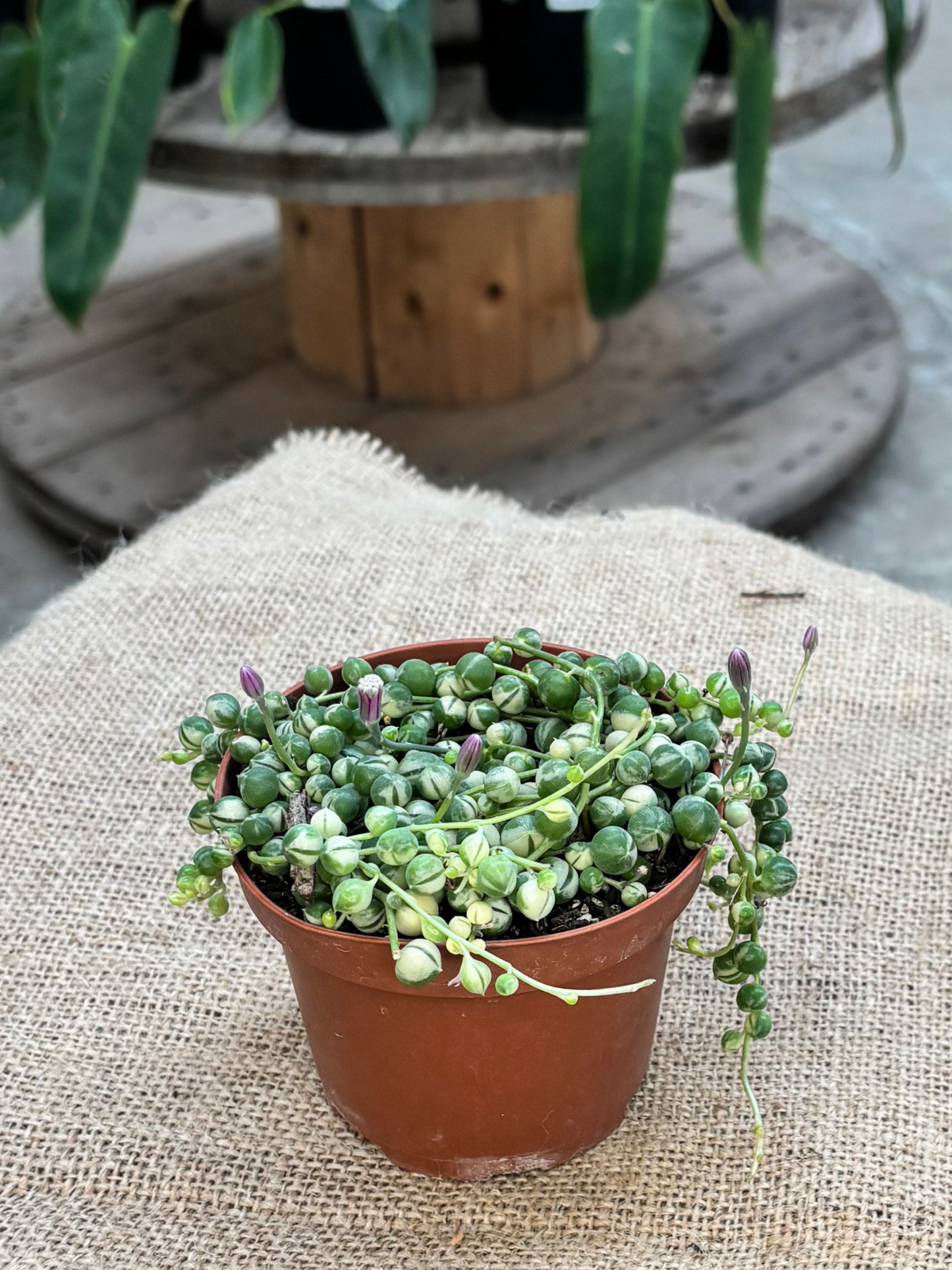 String_of_Pearls_Variegated_in_10cm_pot