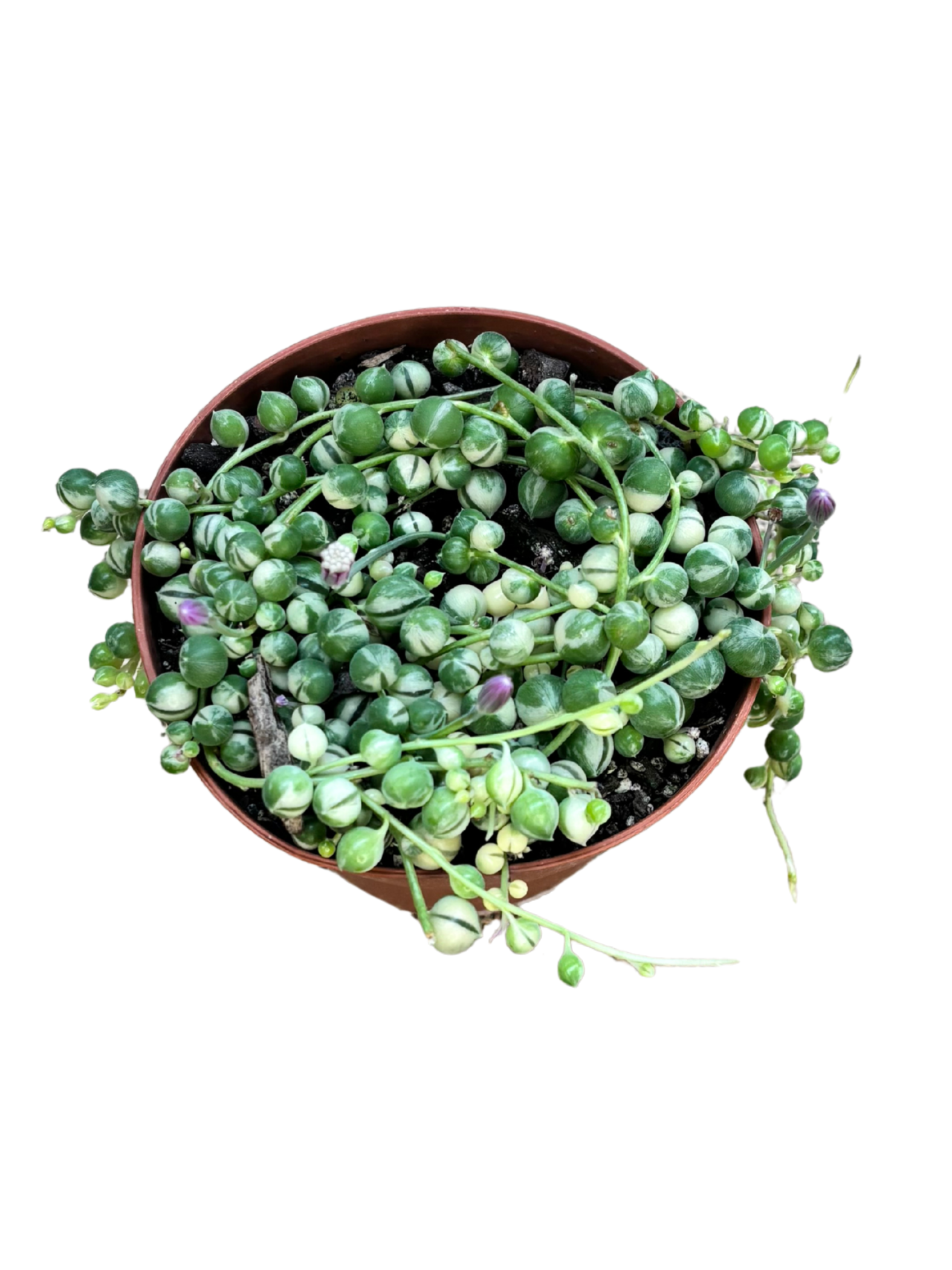 String_of_Pearls_Variegated_in_10cm_pot