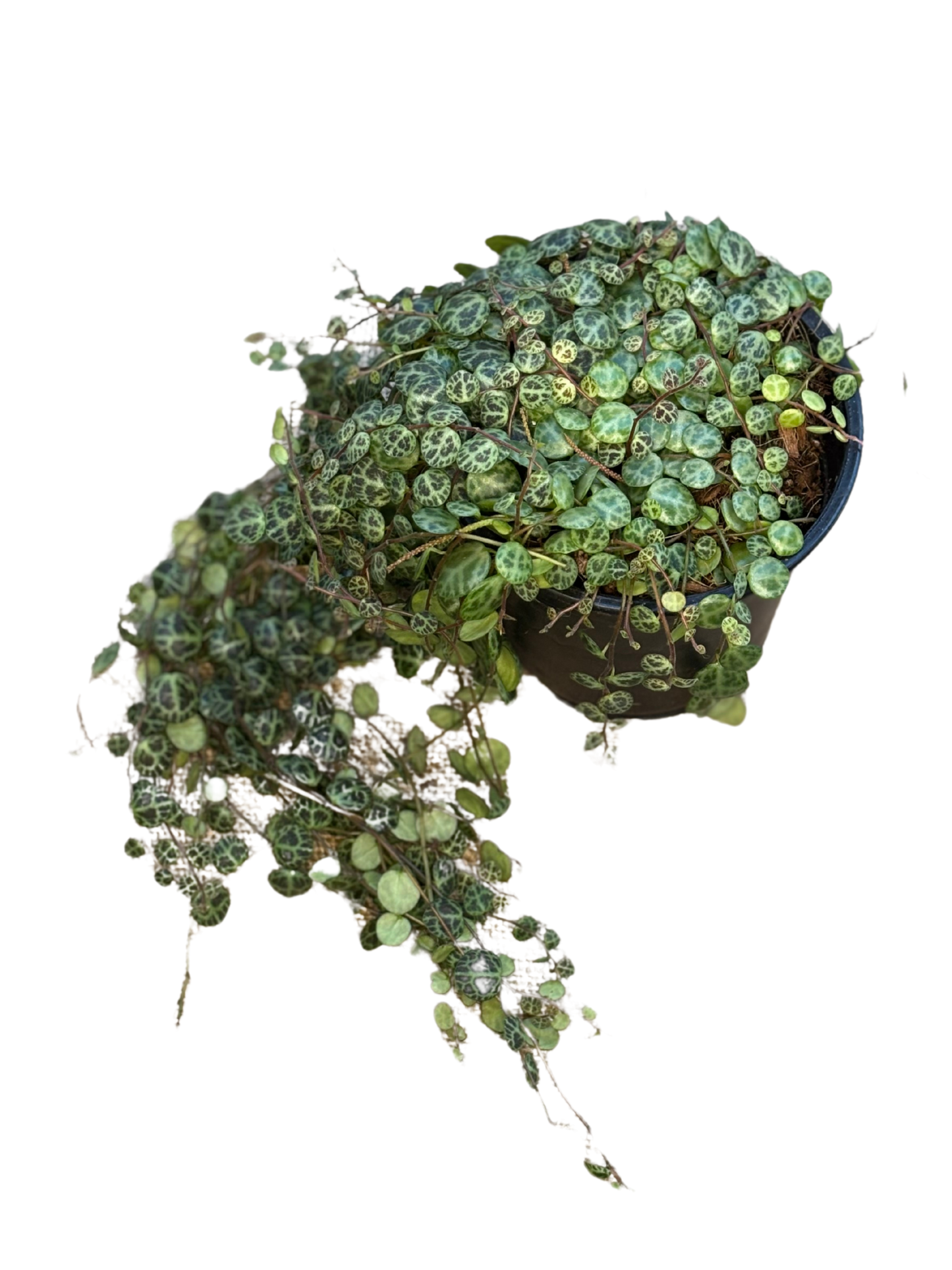 String_of_Turtles_1