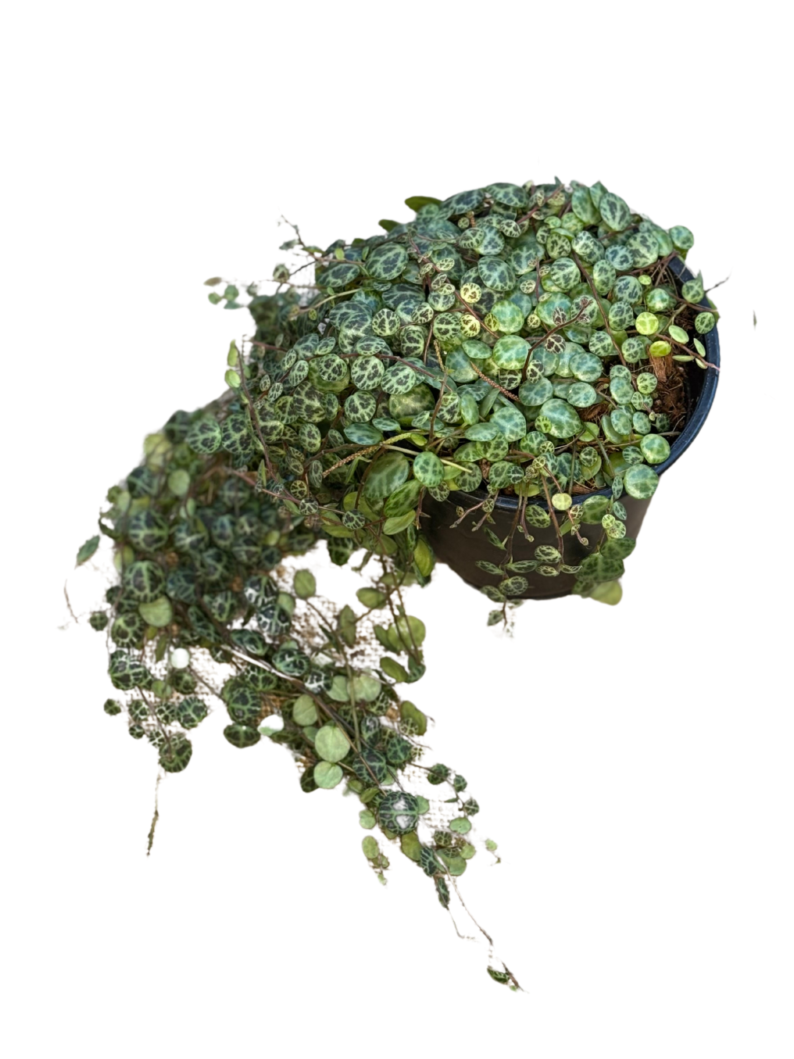 String_of_Turtles_1