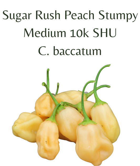 Sugar_Rush_Peach_Stumpy_Chilli_Plant_in_4_pot