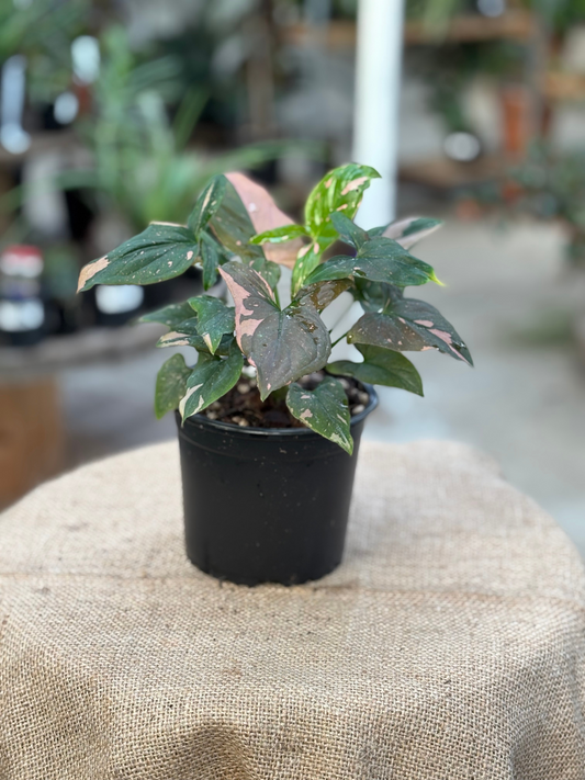 Syngonium podophyllum ‘Pink Splash’ in 12 cm pot