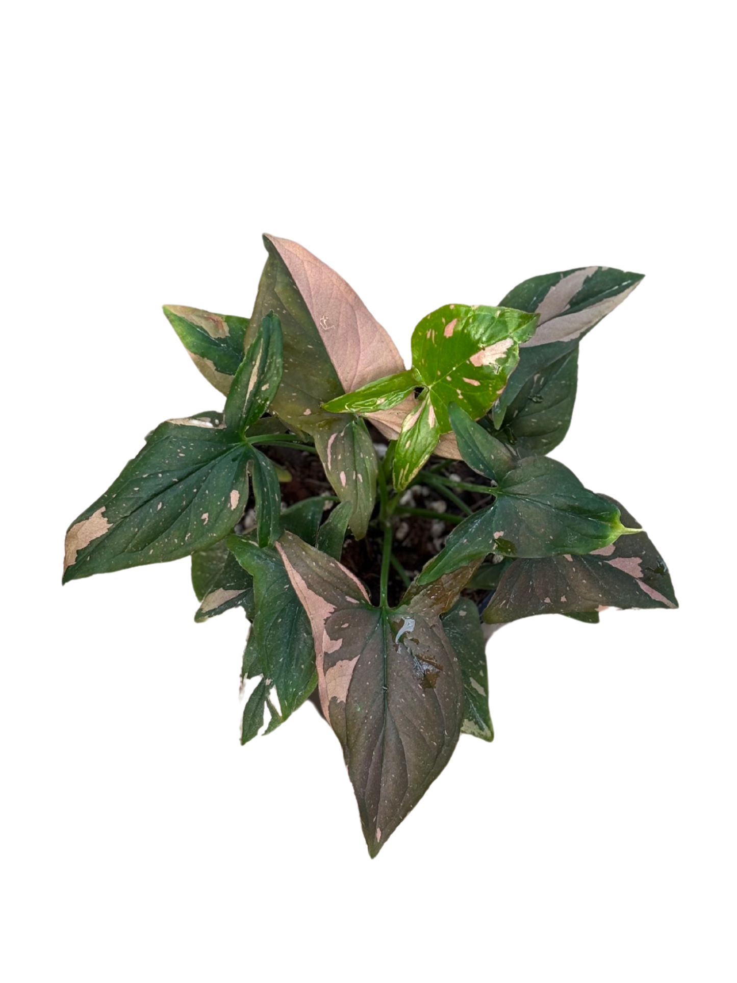 Syngonium podophyllum ‘Pink Splash’ in 12 cm pot