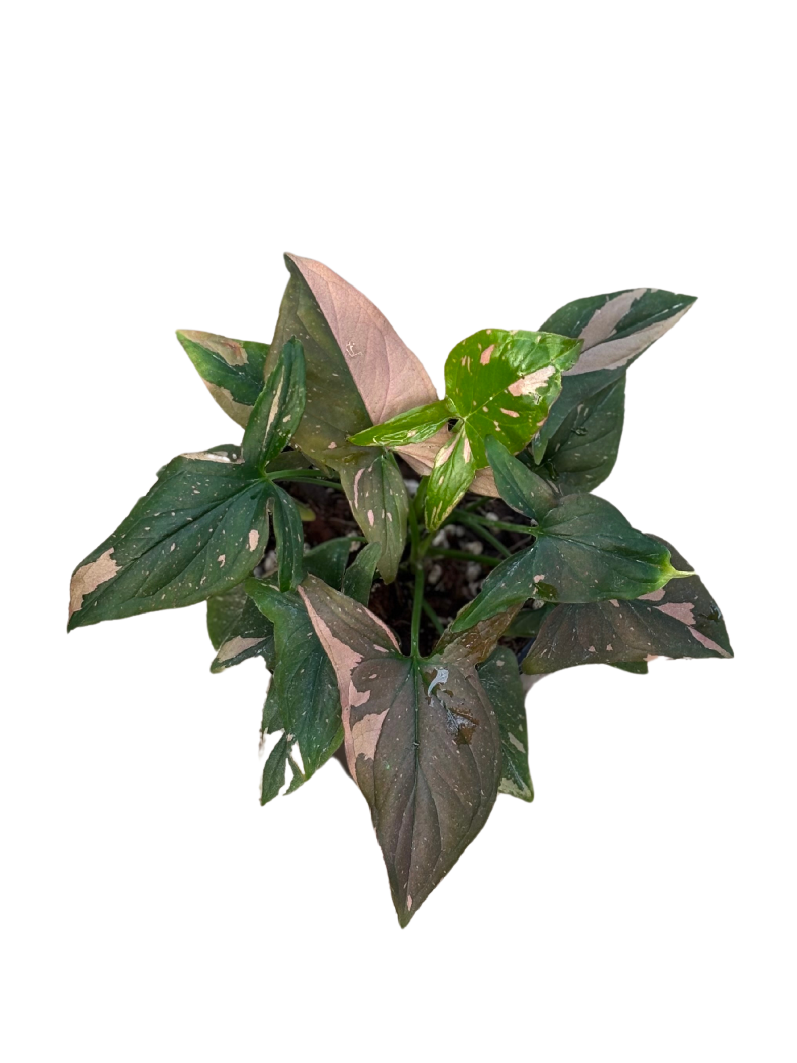 Syngonium podophyllum ‘Pink Splash’ in 12 cm pot