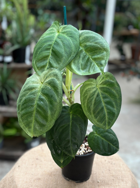 Syngonium chiapense ‘Frosted Heart’ in 12 cm pot