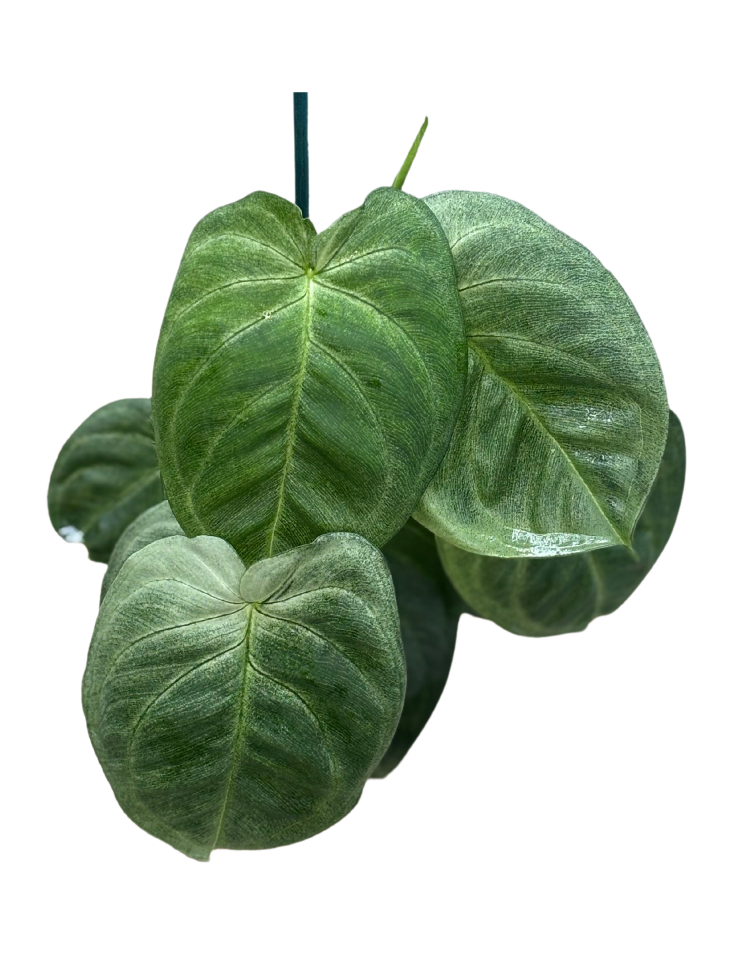 Syngonium chiapense ‘Frosted Heart’ in 12 cm pot