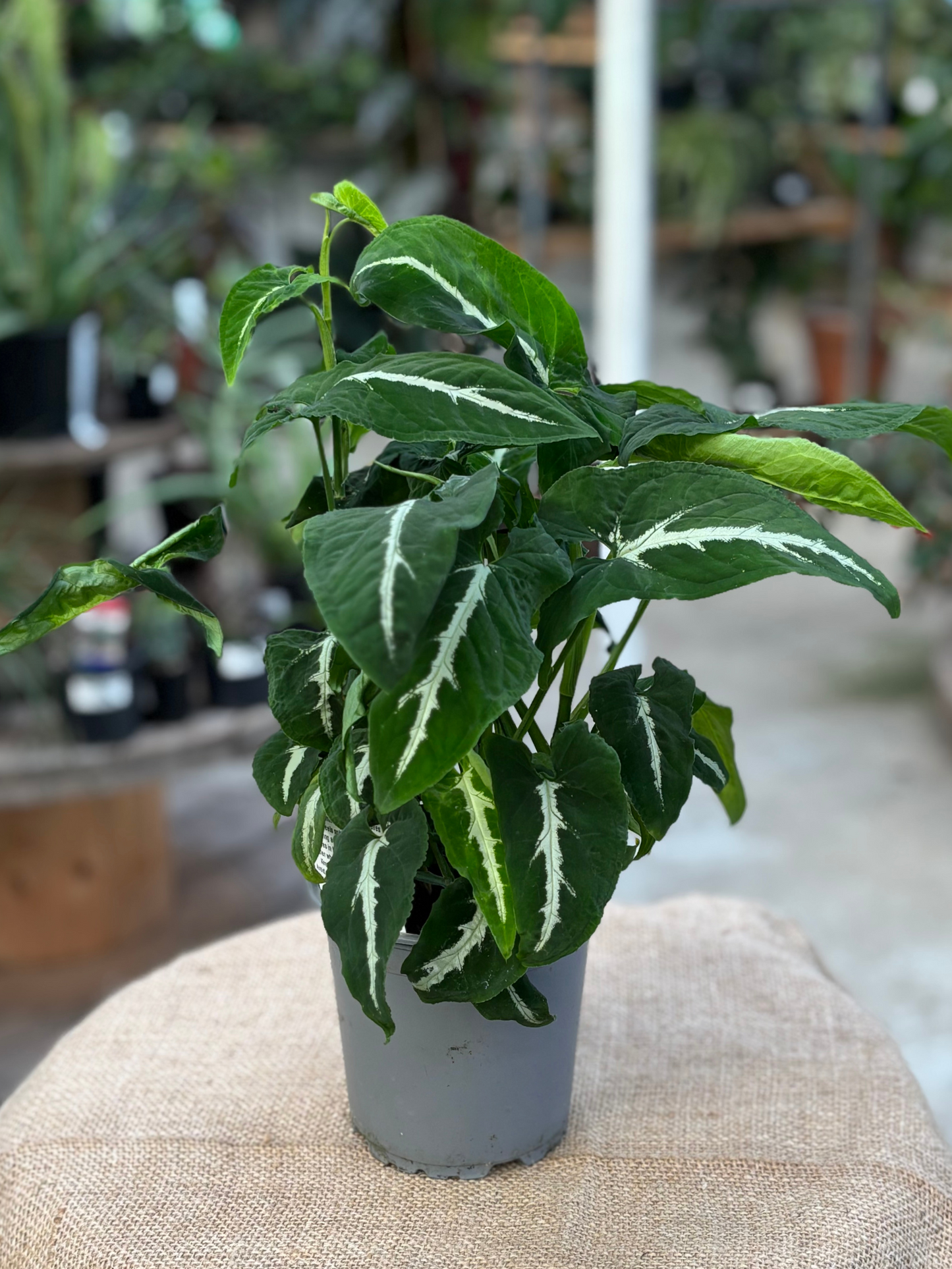 Syngonium wendlandii ‘Black Velvet’ in 12 cm pot (Copy)