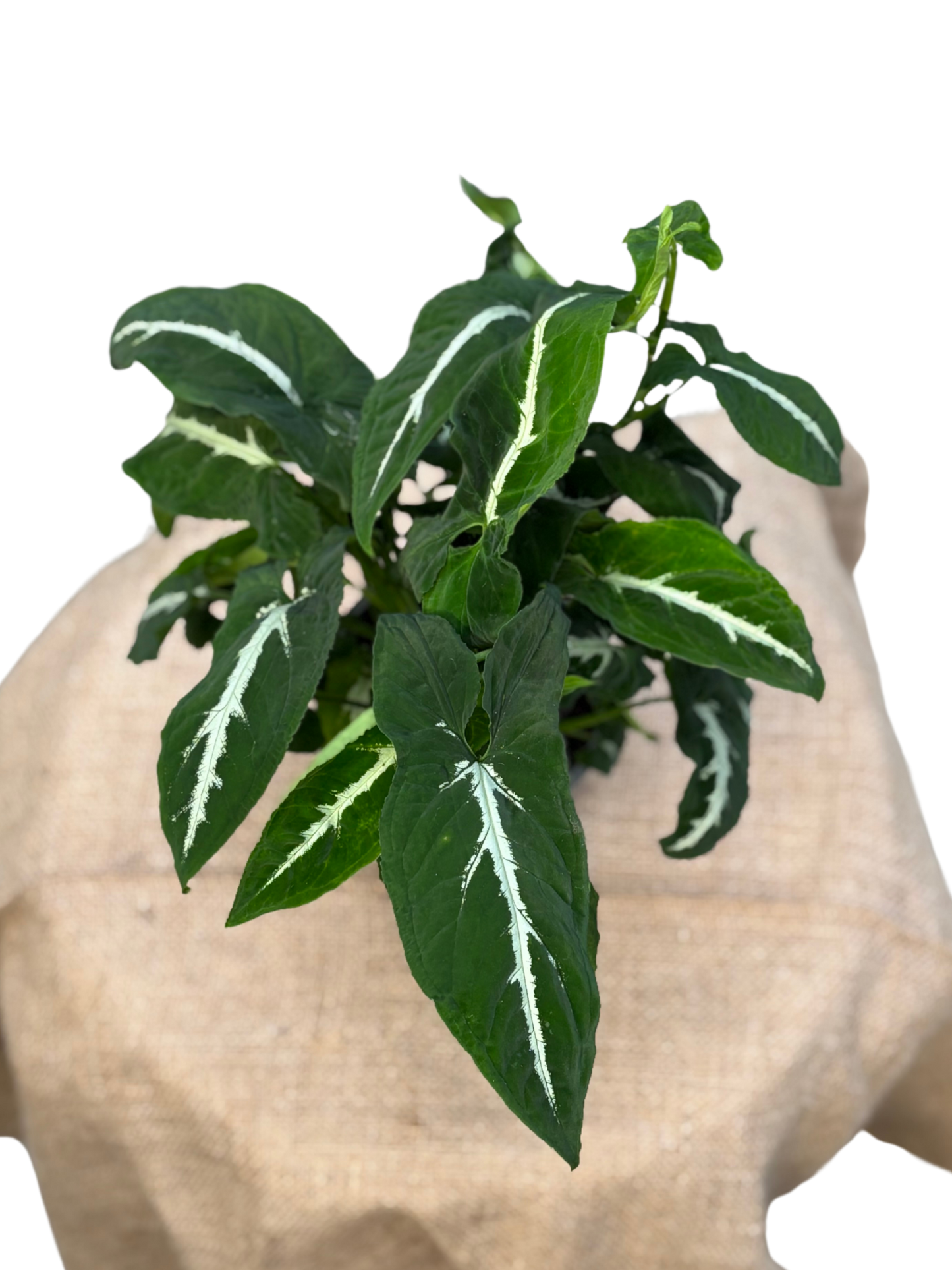 Syngonium wendlandii ‘Black Velvet’ in 12 cm pot (Copy)