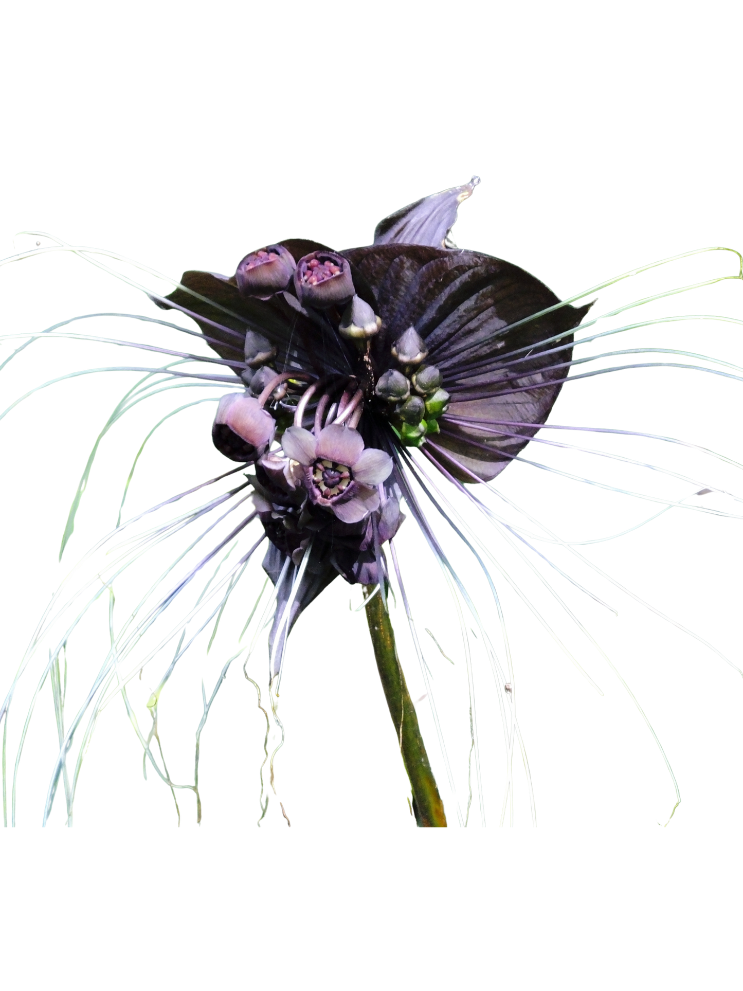 Tacca_chantrieri_Bat_Flower_in_14_cm_pot