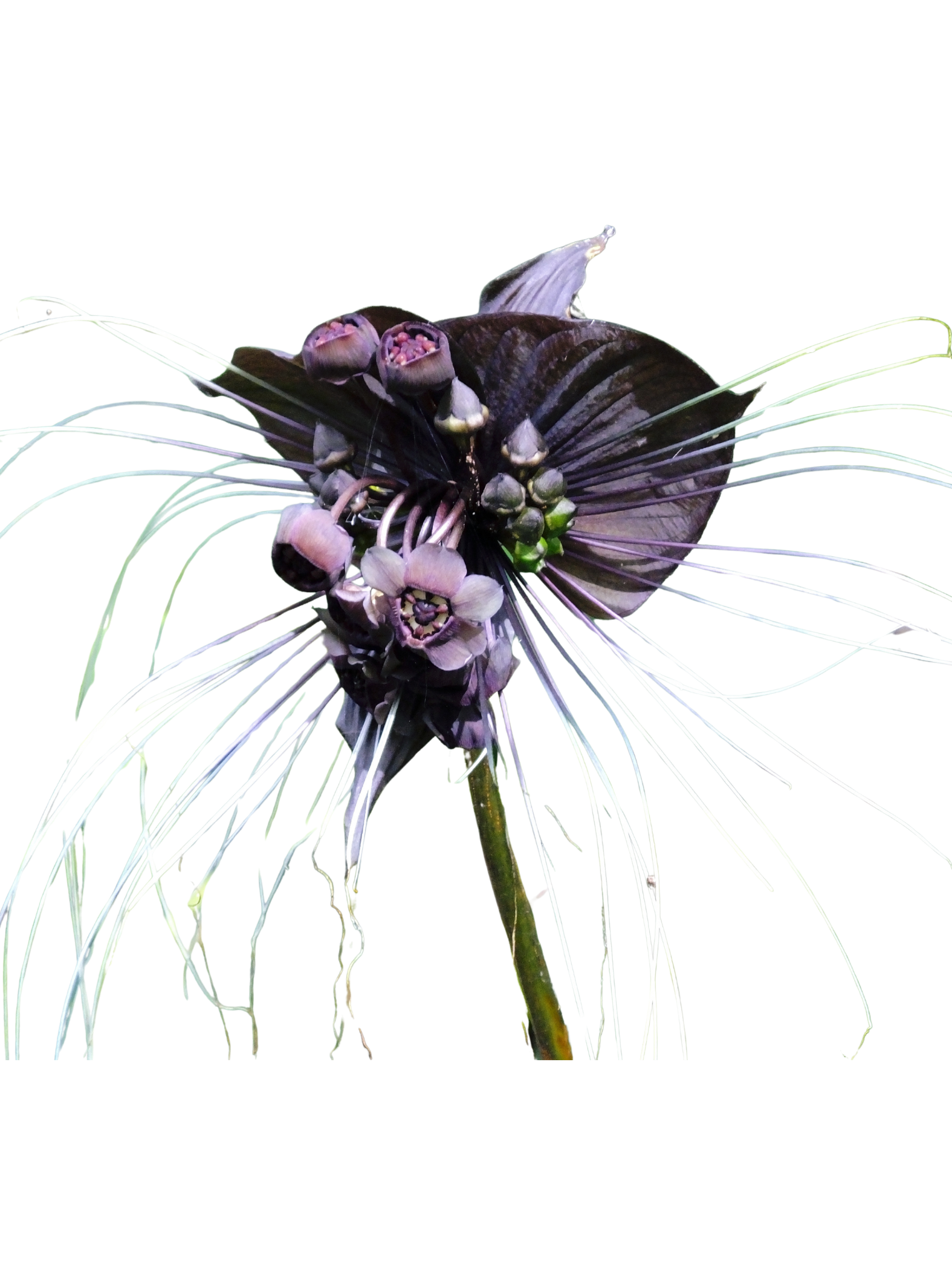 Tacca_chantrieri_Bat_Flower_in_14_cm_pot